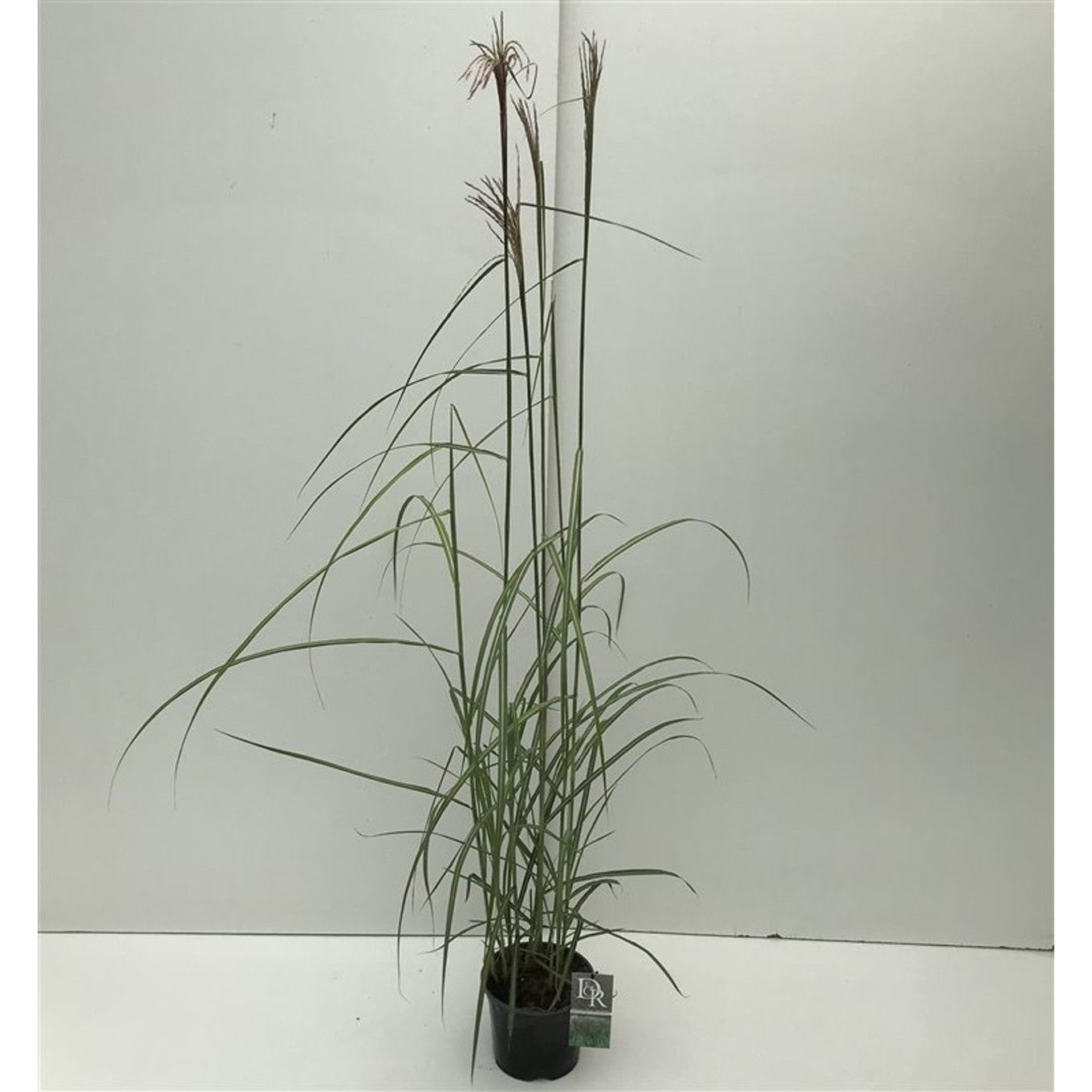 Glansmiskantus – Miscanthus sinensis 'Malepartus' - C3